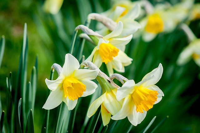 Narcissi flowers aka daffodils for Health Narcissism blog post