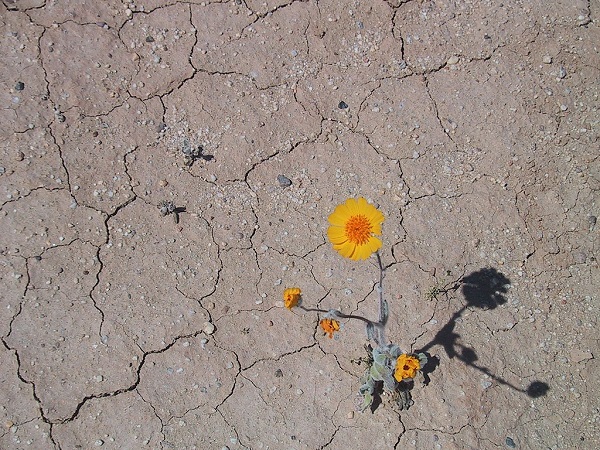 A lone Desert Marigold for recovering trauma blog post